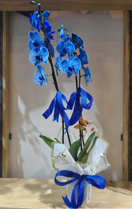 Mavi Orkide