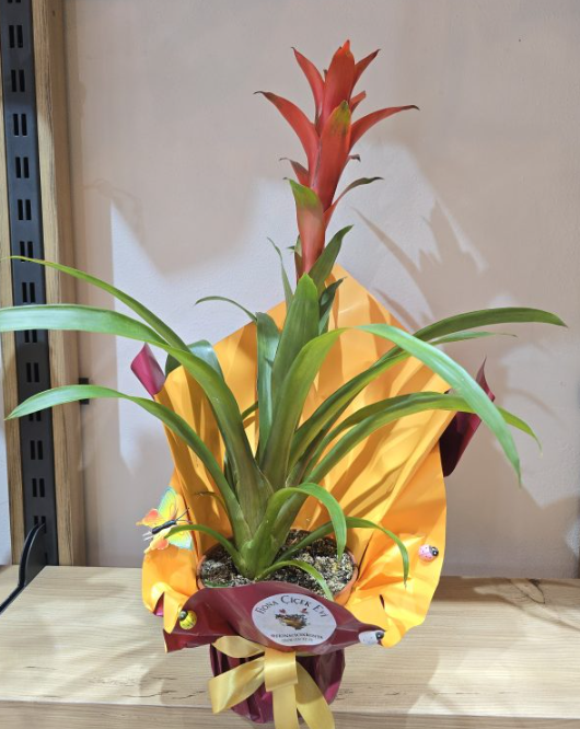 Guzmania