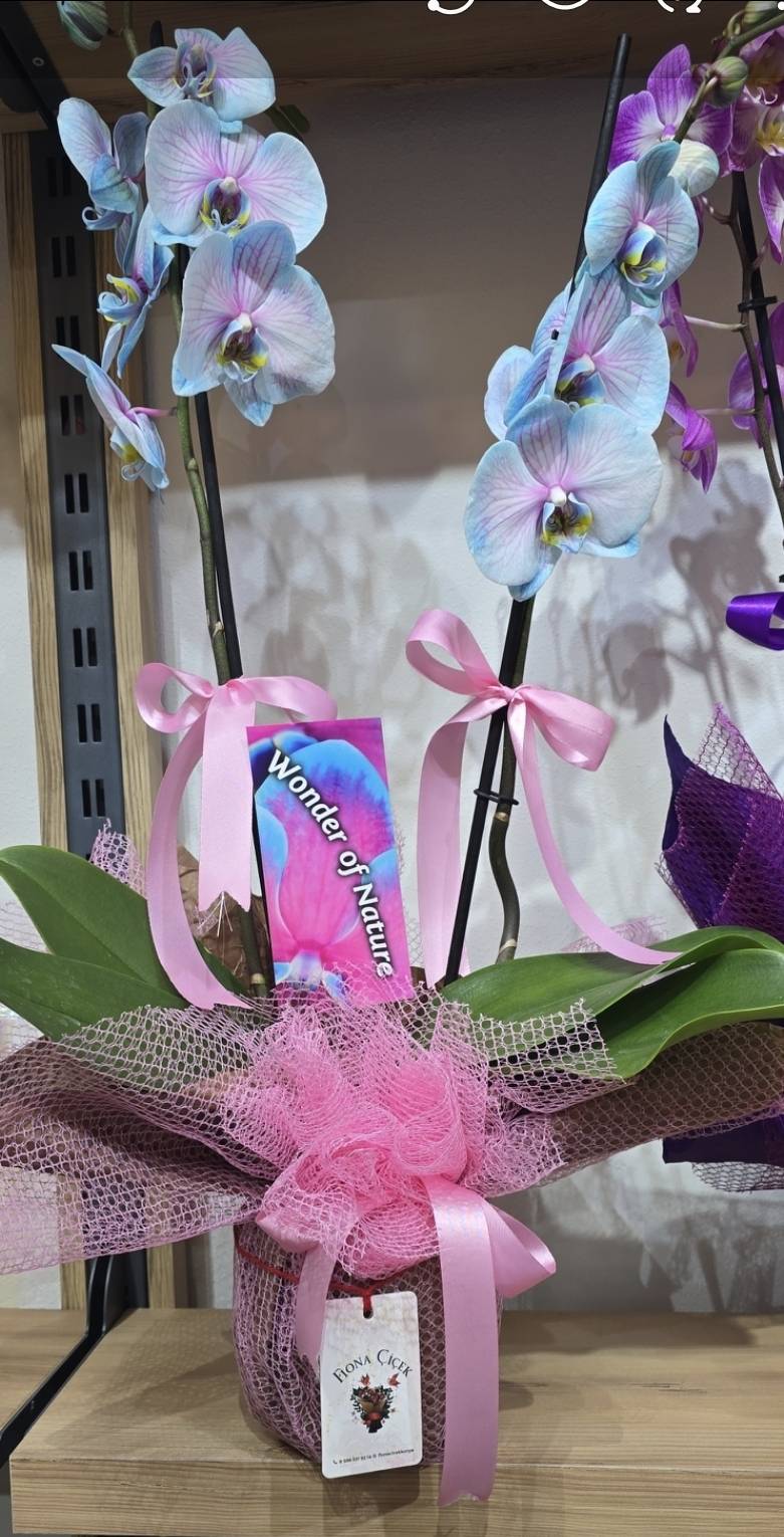 MAVİ PEMBE ORKİDE 1