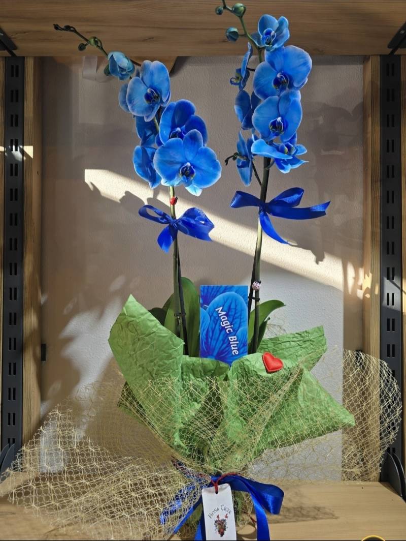 MAVİ İKİ DAL ORKİDE 