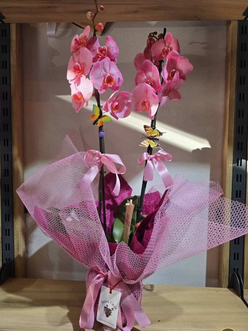 ŞEKER PEMBE İKİ DAL ORKİDE