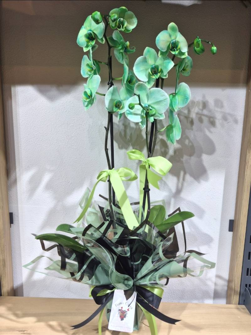 FOSFOR YEŞİLİ ORKİDE 