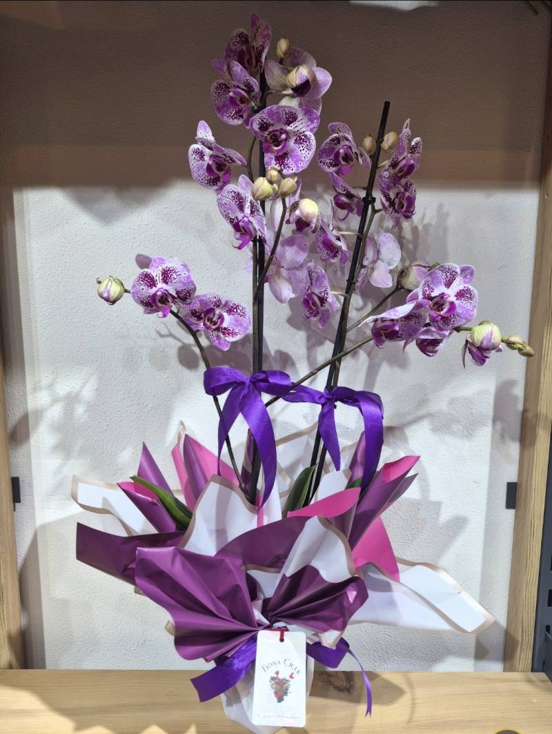 DESENLİ PEMBE ORKİDE