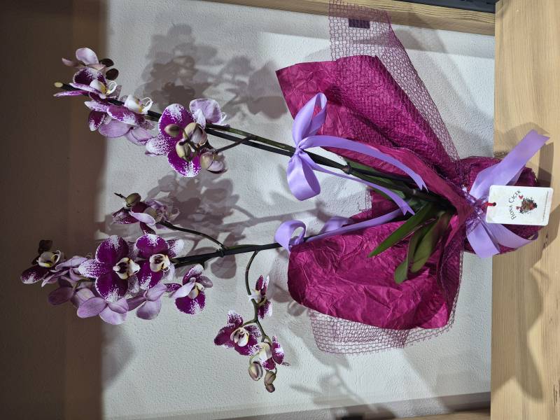 BENEKLİ MÜRDÜM ORKİDE