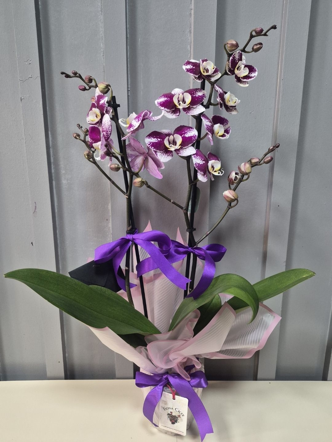 BENEKLİ MÜRDÜM ORKİDE