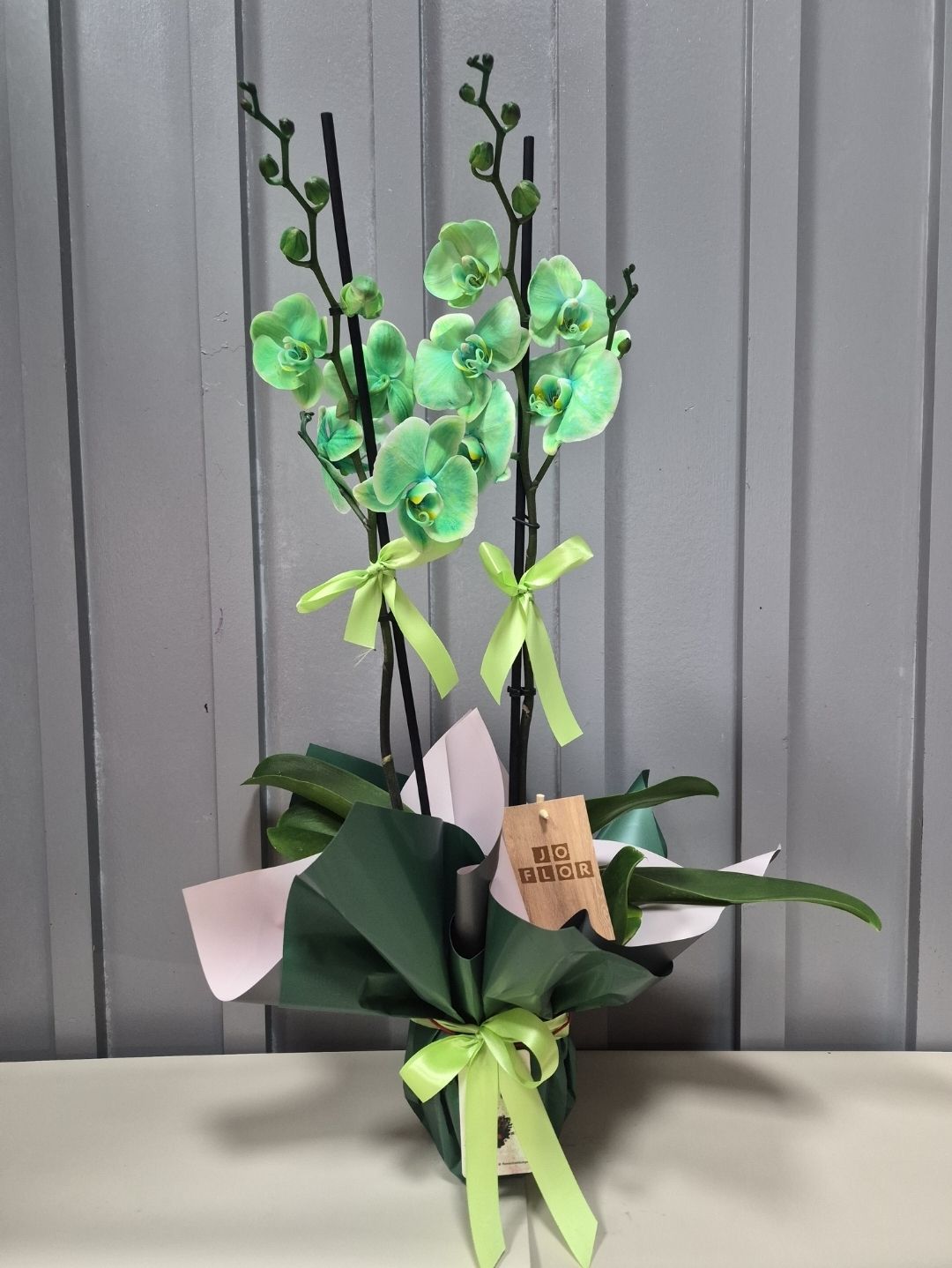 FOSFOR YEŞİLİ ORKİDE 