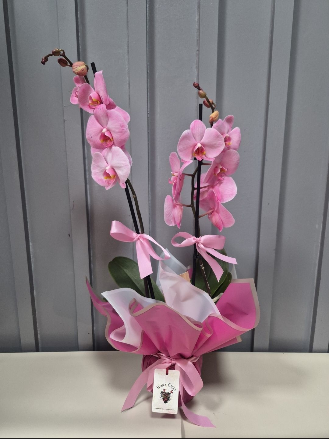 ŞEKER PEMBE İKİ DAL ORKİDE