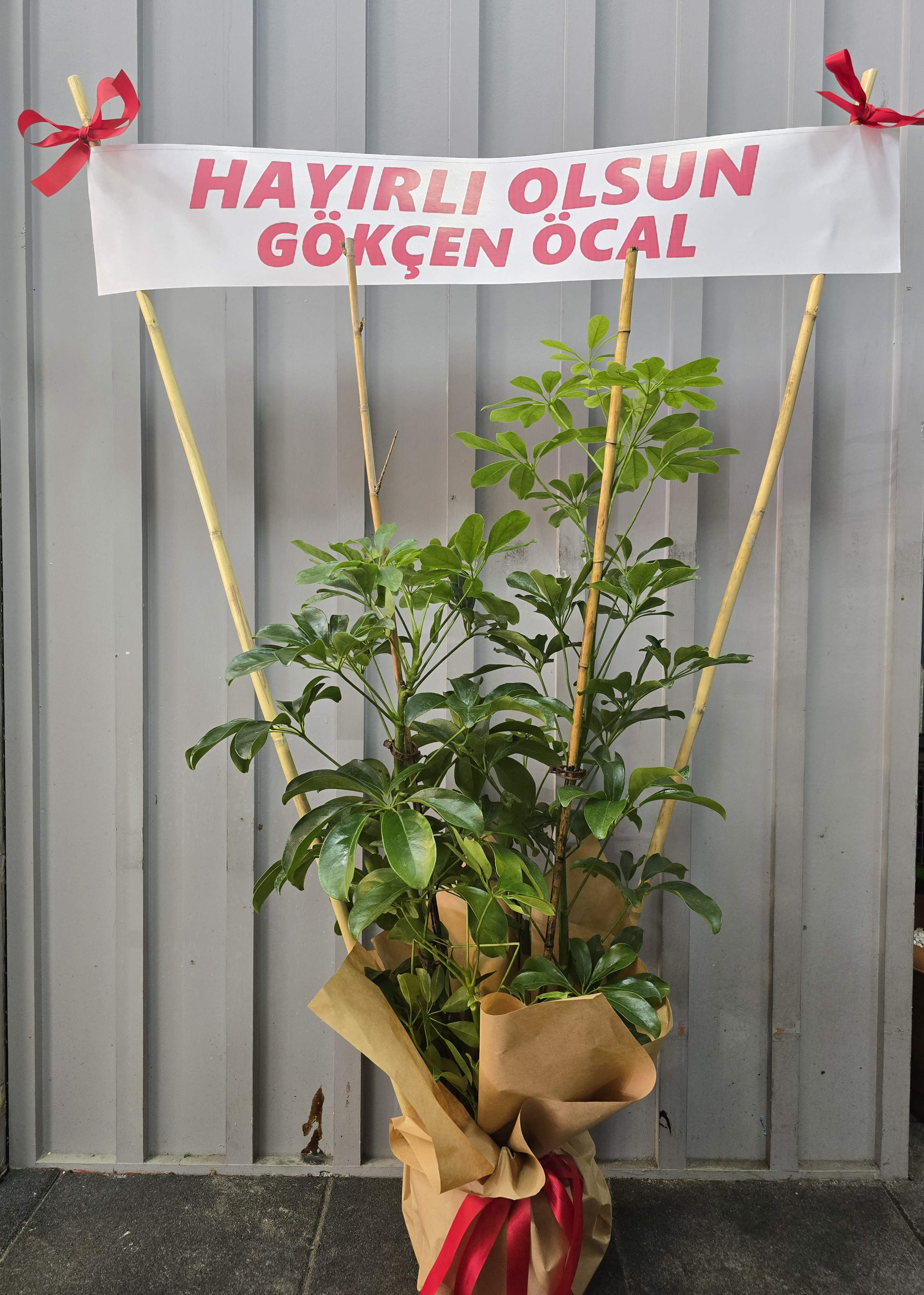 ŞEFLERA