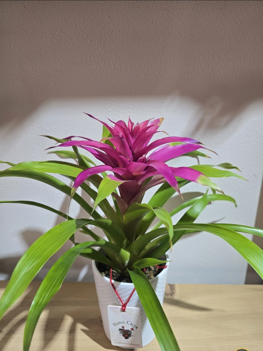 SERAMİK SAKSILI MOR İTHAL GUZMANİA