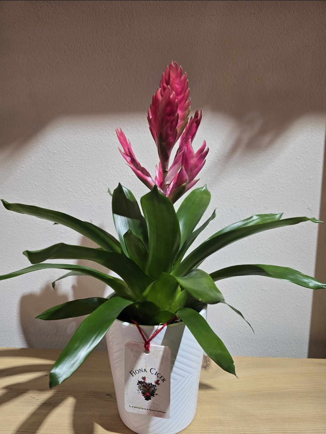 SERAMİK SAKSILI PEMBE ALEV KILICI