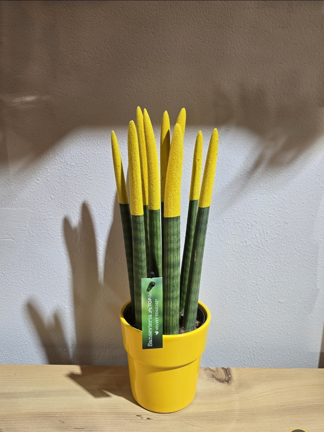 SARI BÜYÜK BOY PAŞHA KILICI