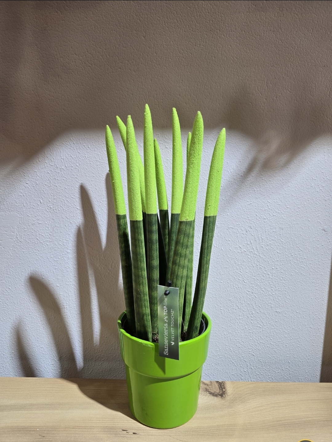 YEŞİL BÜYÜK BOY PAŞHA KILICI