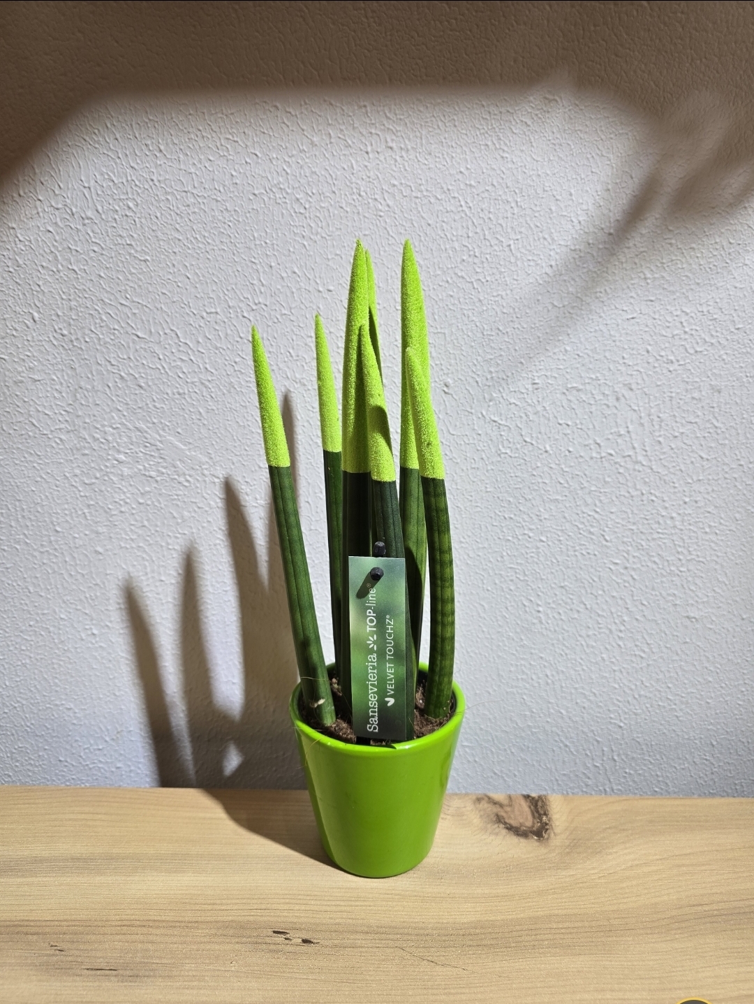 YEŞİL PAŞHA KILICI