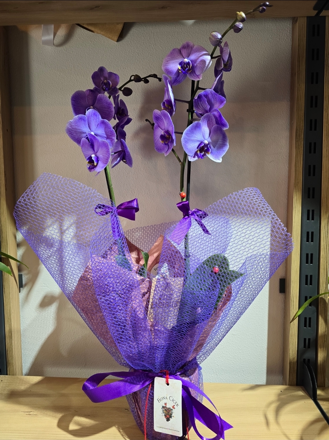 TATLI MOR İKİ DAL ORKİDE