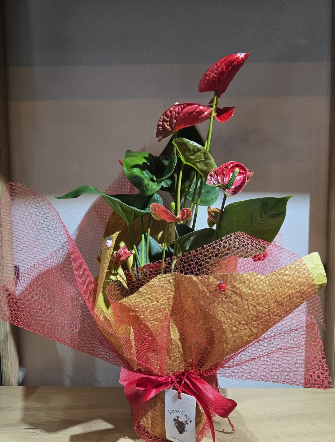 KIRMIZI BÜYÜK BOY ANATORİUM