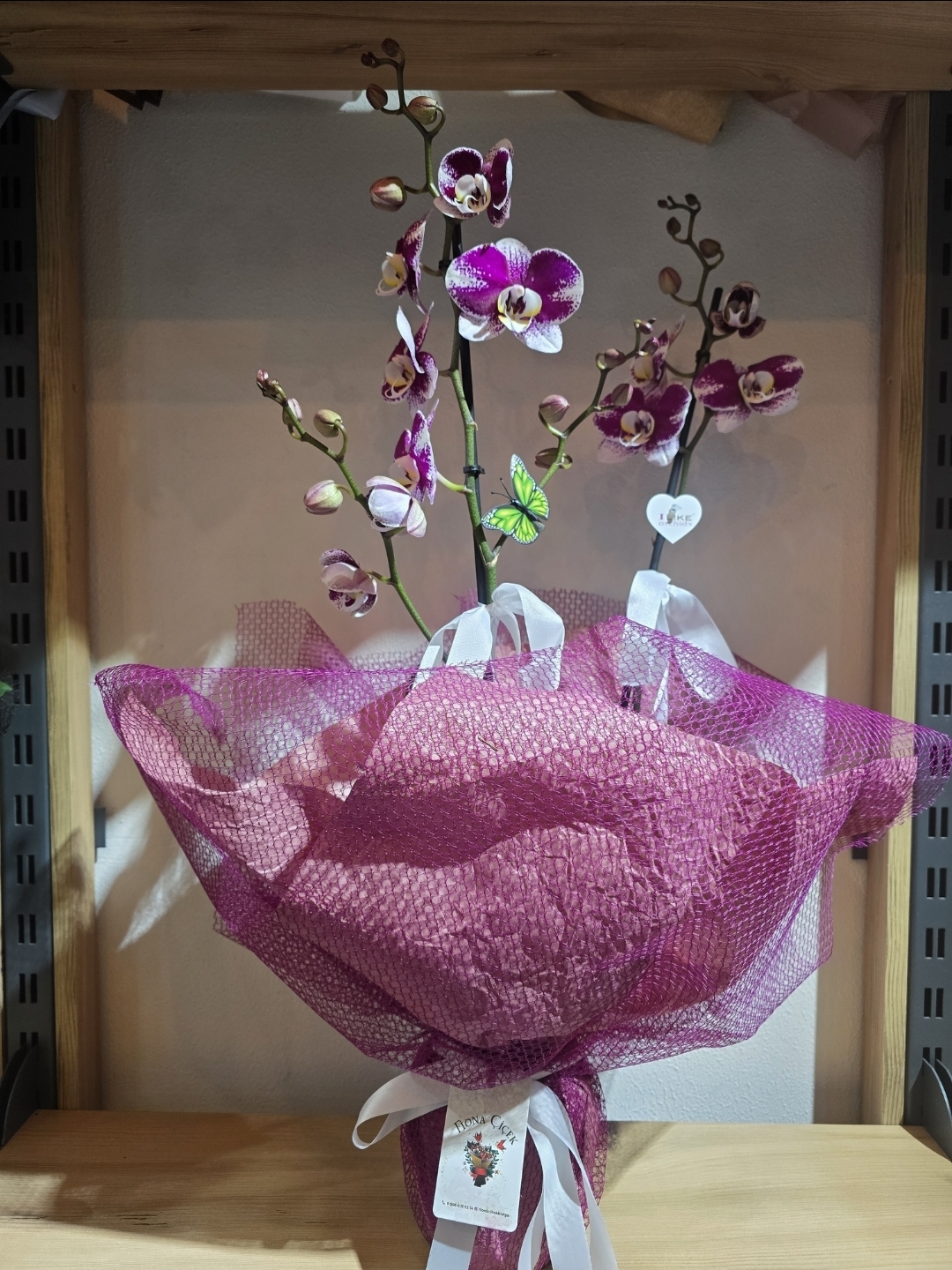 DESENLİ MÜRDÜM ORKİDE