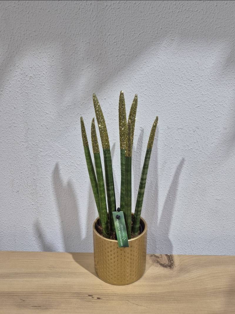 PAŞHA KILICI GOLD SİMLİ