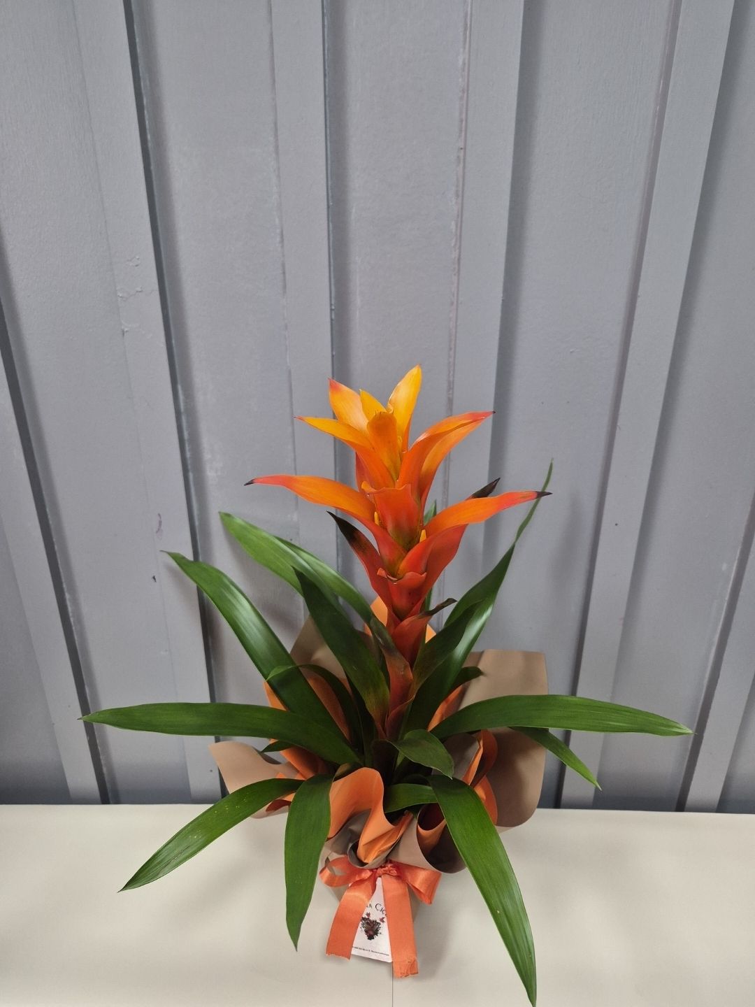 BÜYÜK TURUNCU GUZMANIA