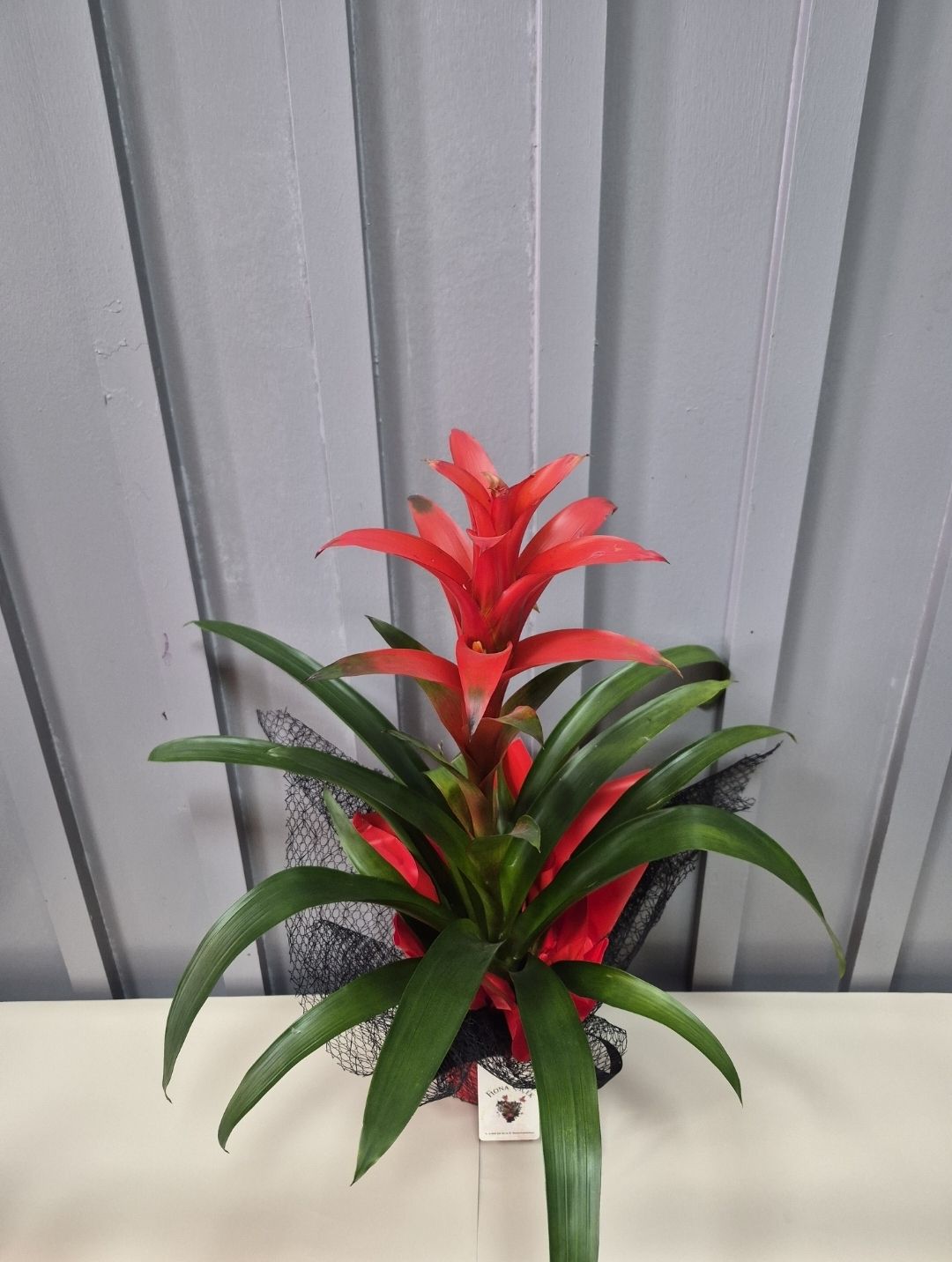 BÜYÜK KIRMIZI GUZMANİA